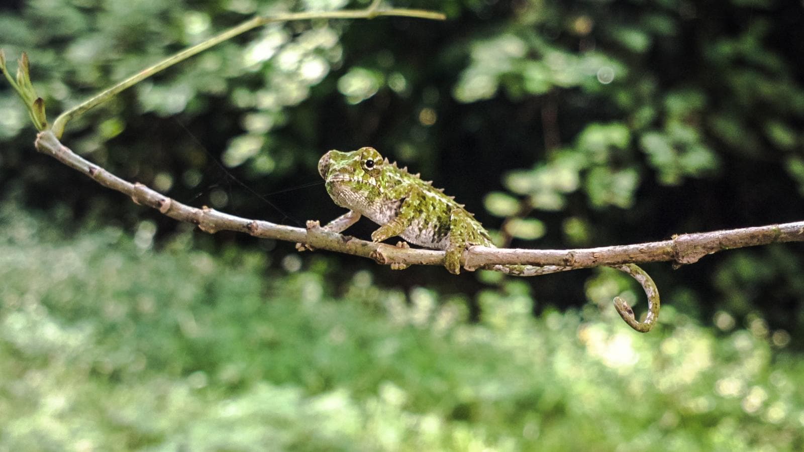Banner image of Highlights of Madagascar